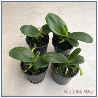 대엽풍란4개 무료배송