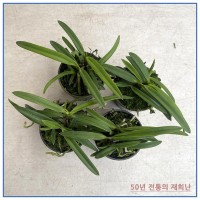 소엽풍란4개 무료배송