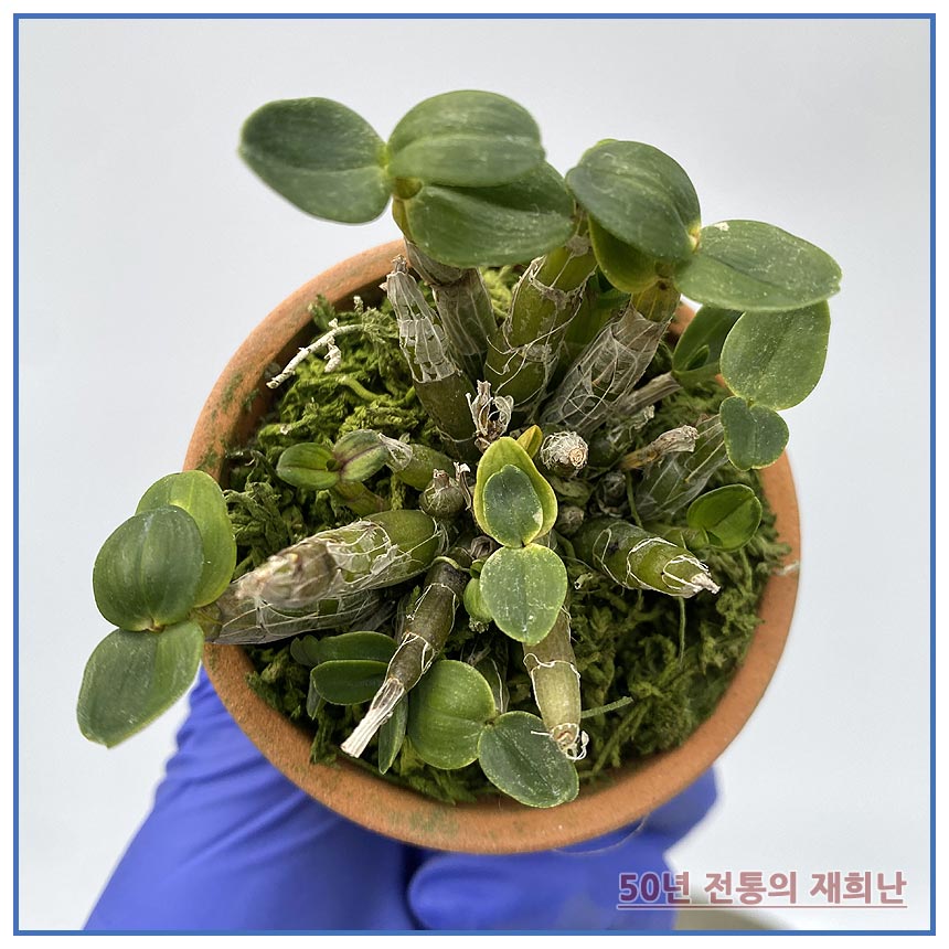 진금강서 250515-04