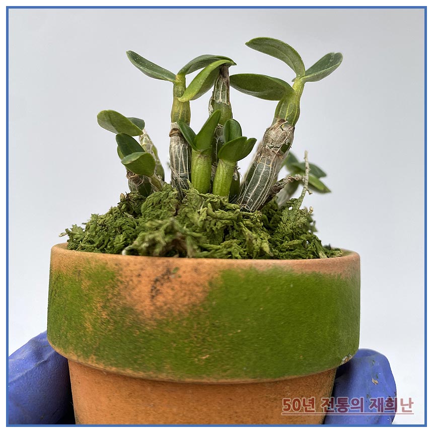 진금강서 250515-04