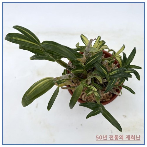 금성금 250915-07