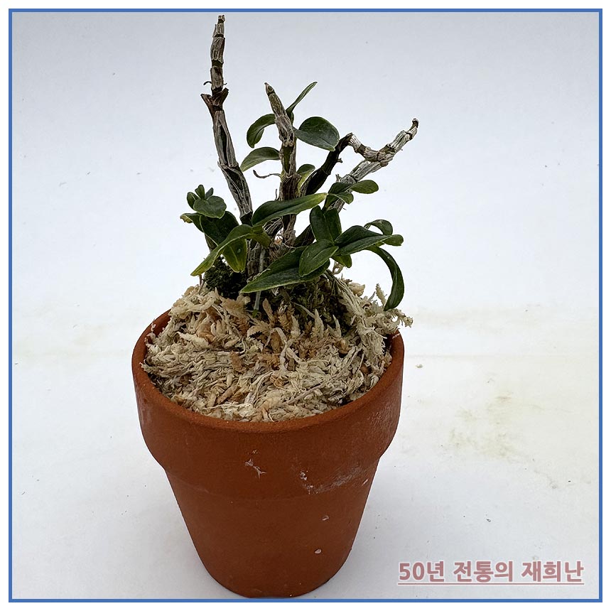 어다하황복 250915-02