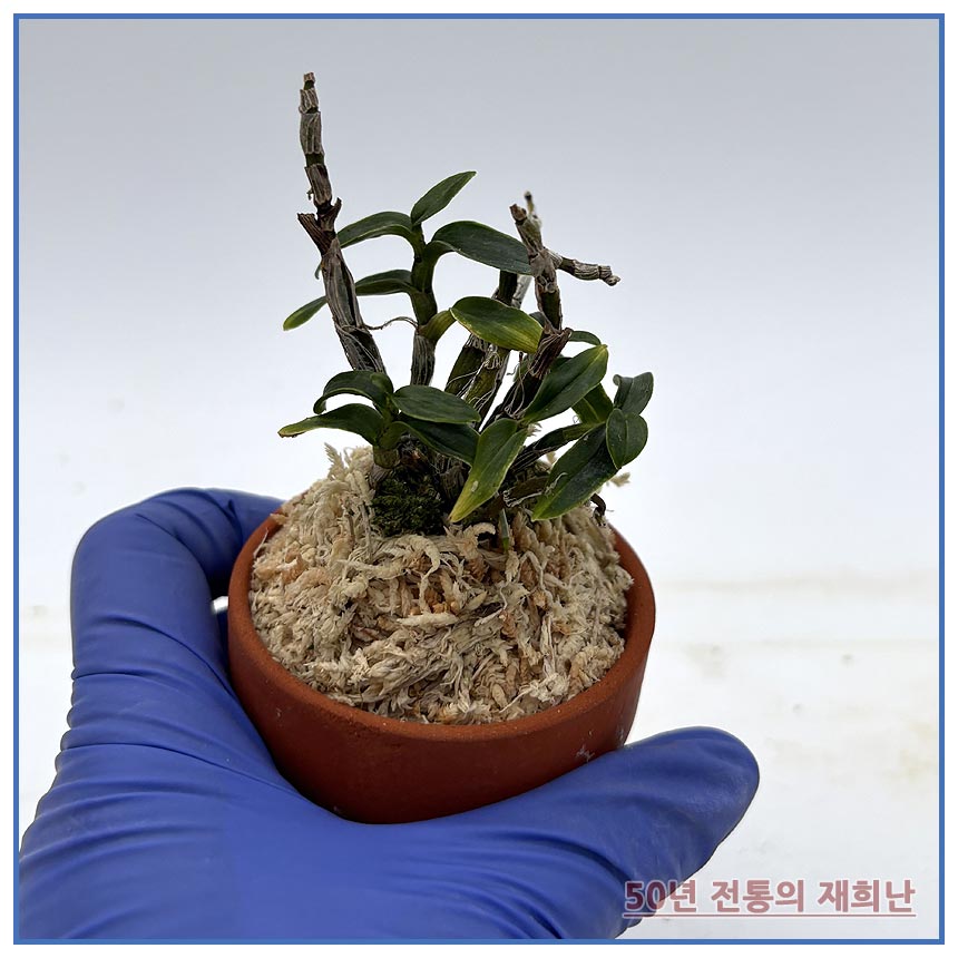 어다하황복 250915-02