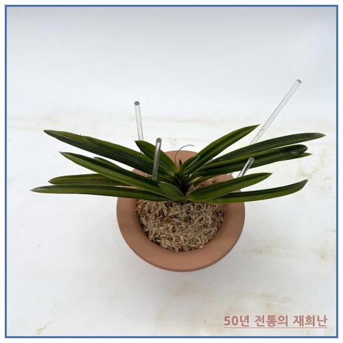 어렴령 250915-15