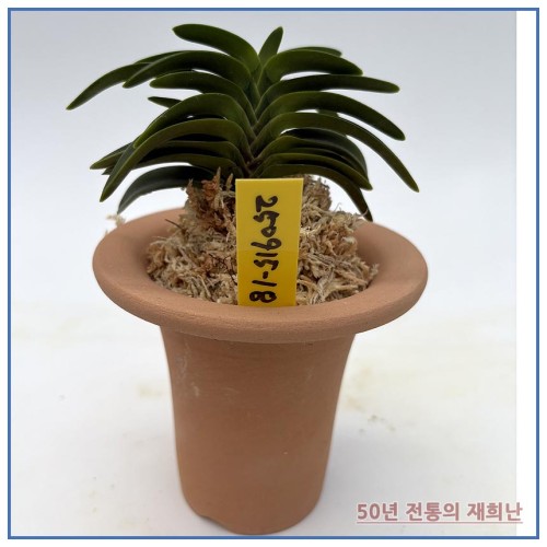 취화전 250915-18