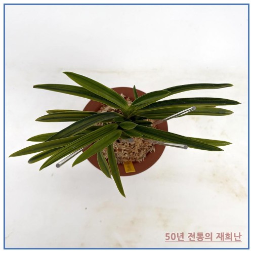 어렴령 250924-07