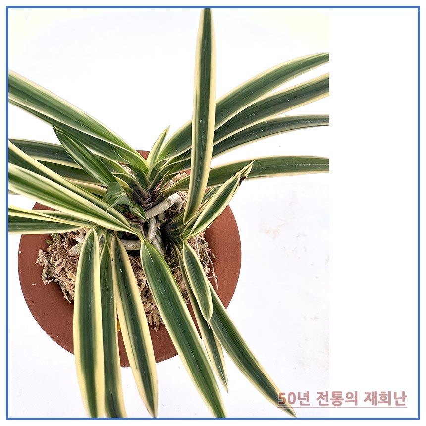 어성복륜 250924-10