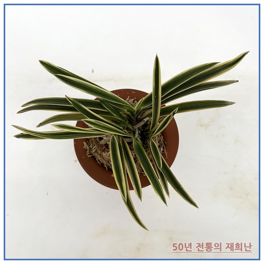 어성복륜 250924-10