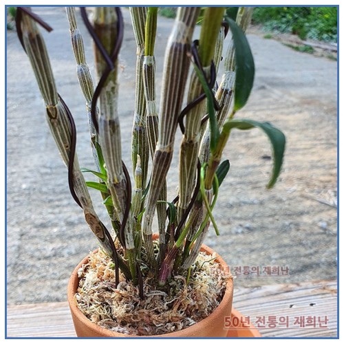 단봉